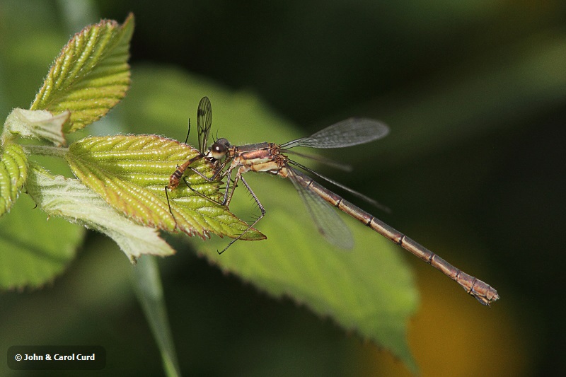 J01_0048 Lestes sponsa.JPG